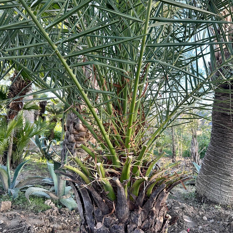 カナリーヤシ 極太幹 送料込み価格 極太 カナリーヤシ?