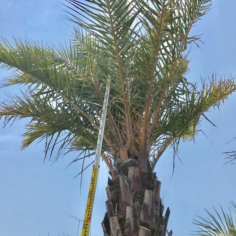 ナツメヤシnmp 01 デザイナーズガーデンラウレアヤシの木通販