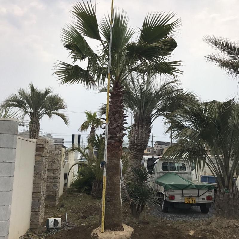 ワシントンヤシwp 01 デザイナーズガーデンラウレアヤシの木通販 ワシントンヤシwp 01 デザイナーズガーデンラウレアヤシの木通販