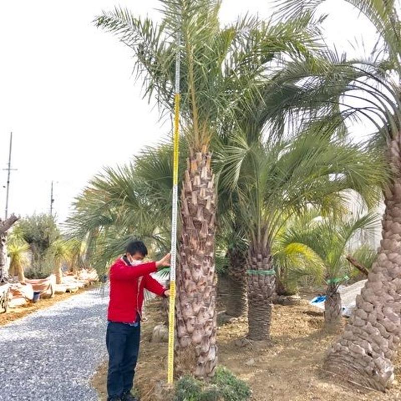 ナツメヤシ 幹高 2 5ｍ Nmp 02 デザイナーズガーデンラウレアヤシの木通販