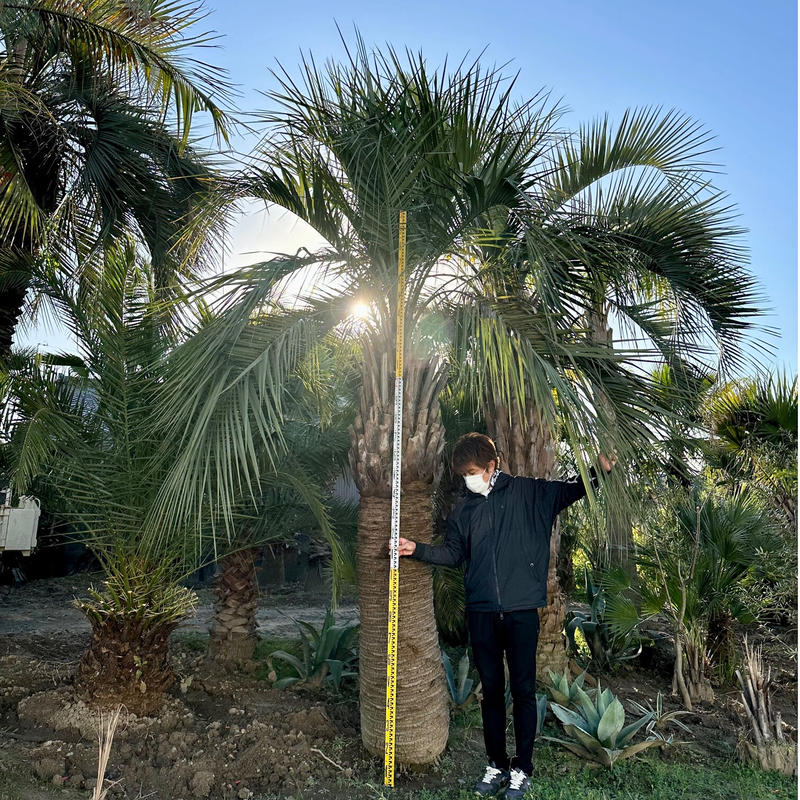 ココスヤシ 幹極太 ④