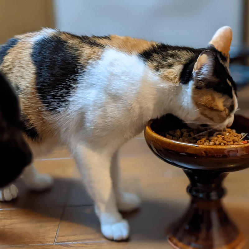 キャットボウル 呉須 03 出西窯 On Line Store