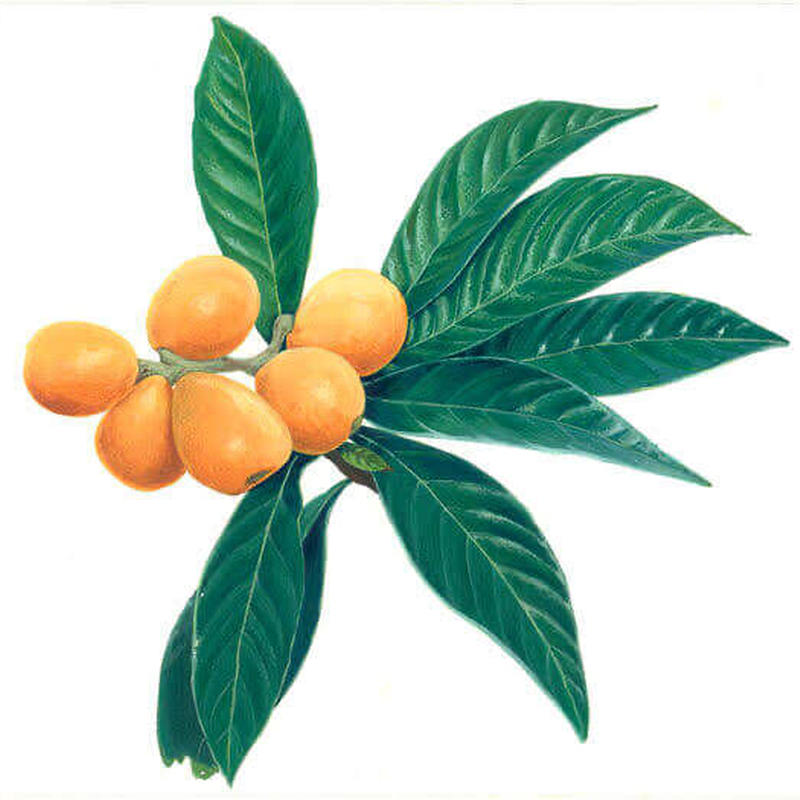 チーバくんビワほうじ茶 千葉県南房総産ビワ葉使用 Sp Store チーバくんビワほうじ茶 千葉県南房総産ビワ葉使用 Sp Store