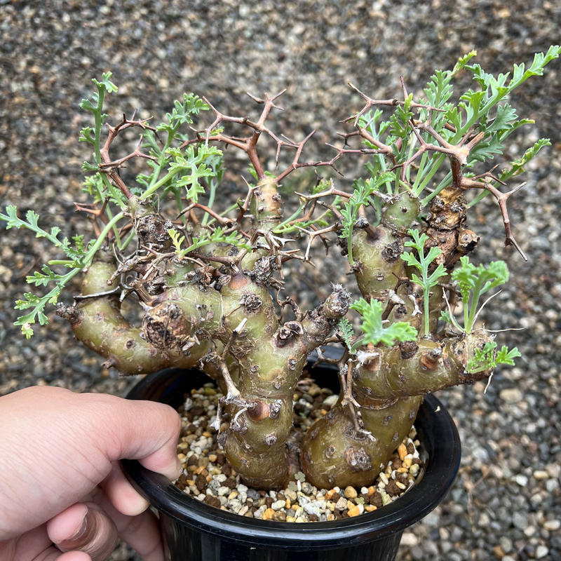 ペラルゴニウム クリズミフォリウム 山伏天狗 ペラルゴニウムクリズミ