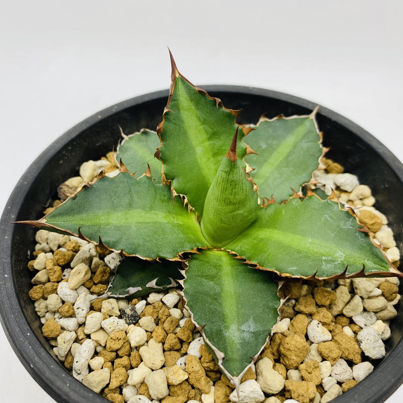 アガベ ジプシコラ agave 大株