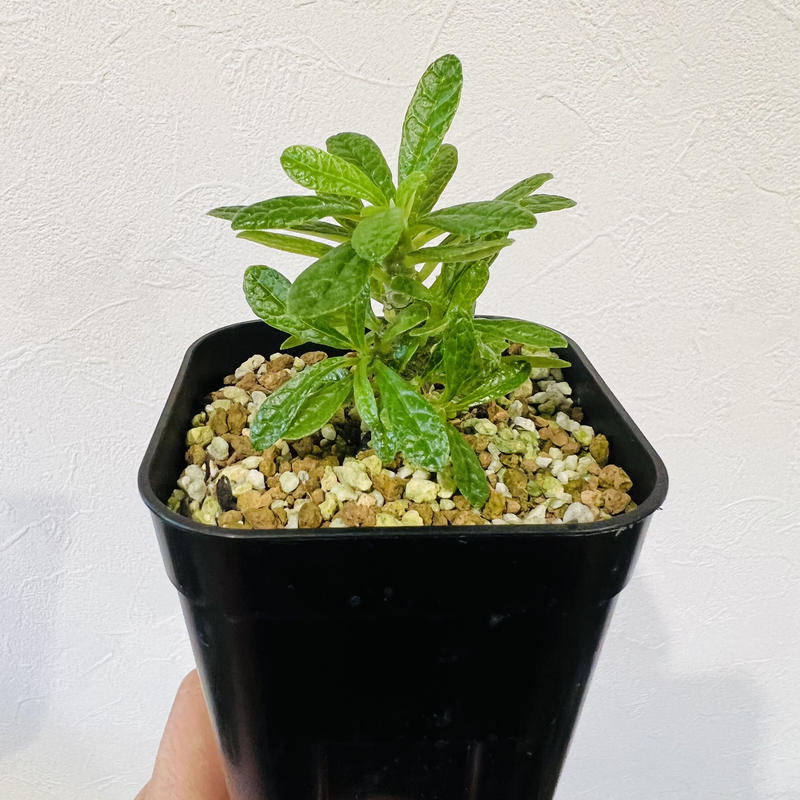 ドルステニア ギガス 実生株 | ドルステニア・ギガス 【実生株 ...