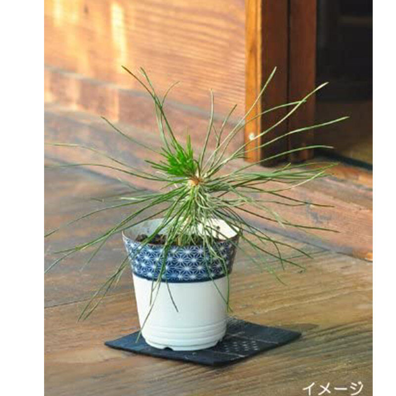 聖新陶芸 苔庭園手作りキット 染付小紋盆栽栽培セット 黒松 セット買い 苔盆栽 栽培セット