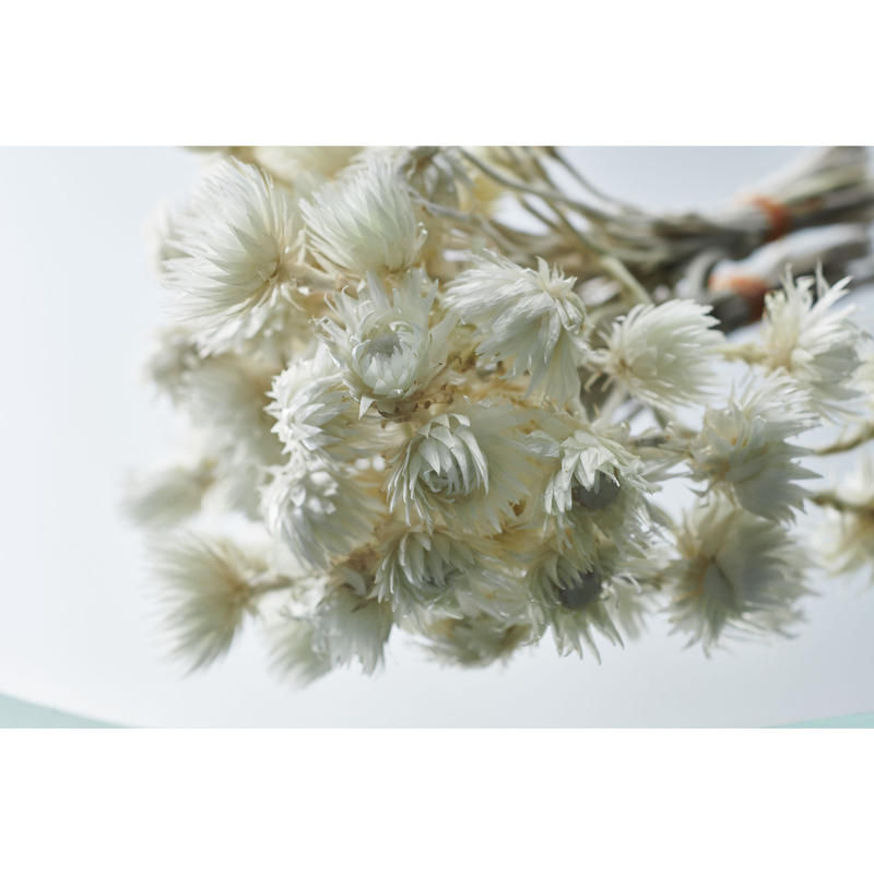 Garden Everlasting 全10種選択 Bros Japan Store