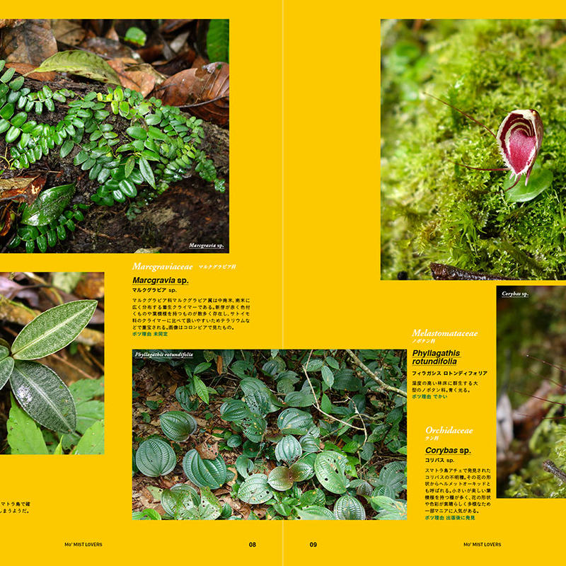 Mist Lovers Rainforest Plants Keisuke Hase ミストラバーズ 熱帯雨林植物 毎日続々入荷