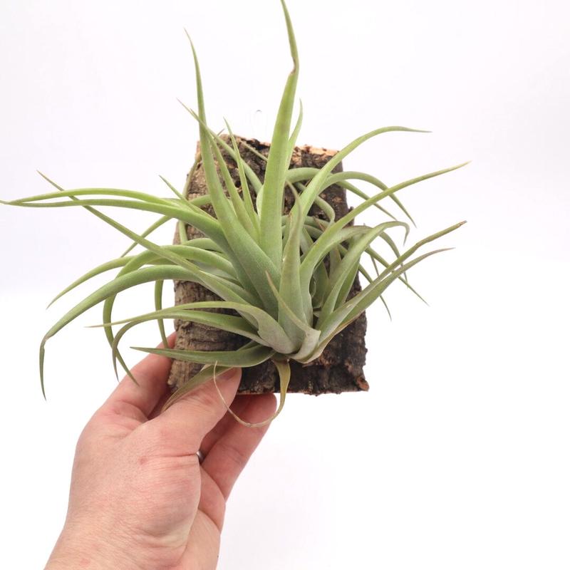 チランジア カピタータ Tillandsia ティランジア コルク付 ハンギング エアプランツ