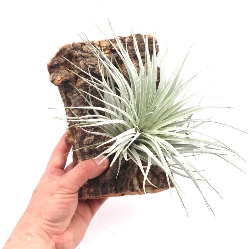 チランジア コットンキャンディ パープル Tillandsia ティランジア コルク付 送料無