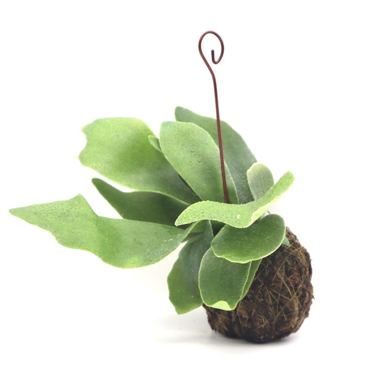 ビカクシダ ネザーランド P Bifurcatum Cv Netherlands 送料無料