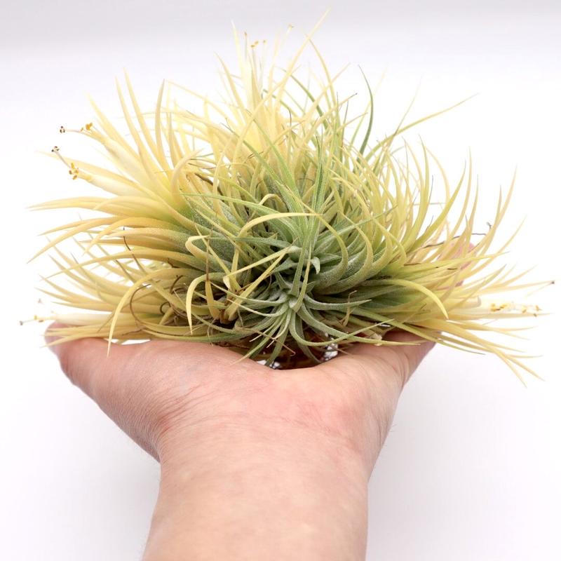 ティランジア ゴールデン イオナンタ Tillandsia チランジア Lサイズ エアープラン ティランジア ゴールデン イオナンタ Tillandsia チランジア Lサイズ エアープラン