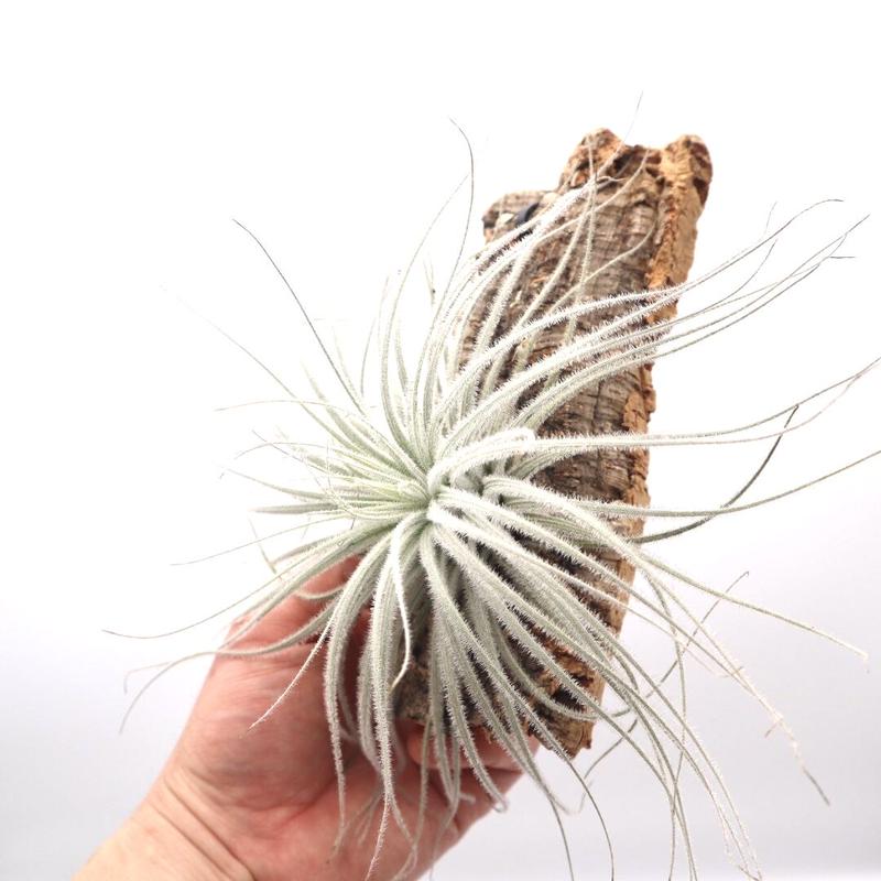 チランジア テクトラム Tillandsia Tectorum ティランジア コルク付 ハンギ