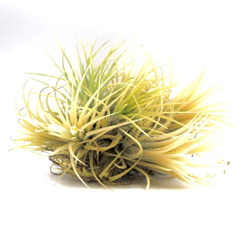 ティランジア ゴールデン イオナンタ Tillandsia チランジア Lサイズ エアープラン ティランジア ゴールデン イオナンタ Tillandsia チランジア Lサイズ エアープラン