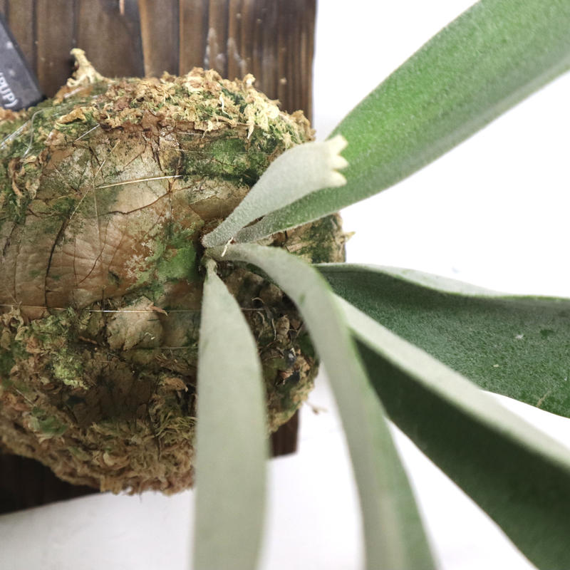 誕生日/お祝い ビカクシダ ビーチー子株 ヴィーチー ベイチー