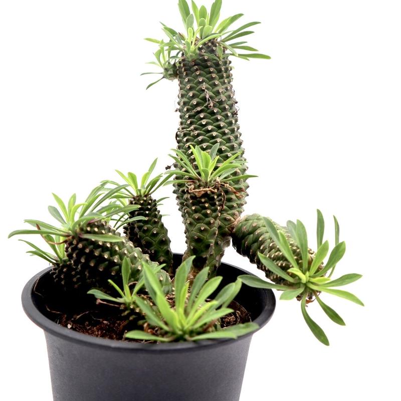 ユーフォルビア 怪魔玉 サボテン 多肉植物 パイナップル 観葉植物 ビザールプランツ ドライガ