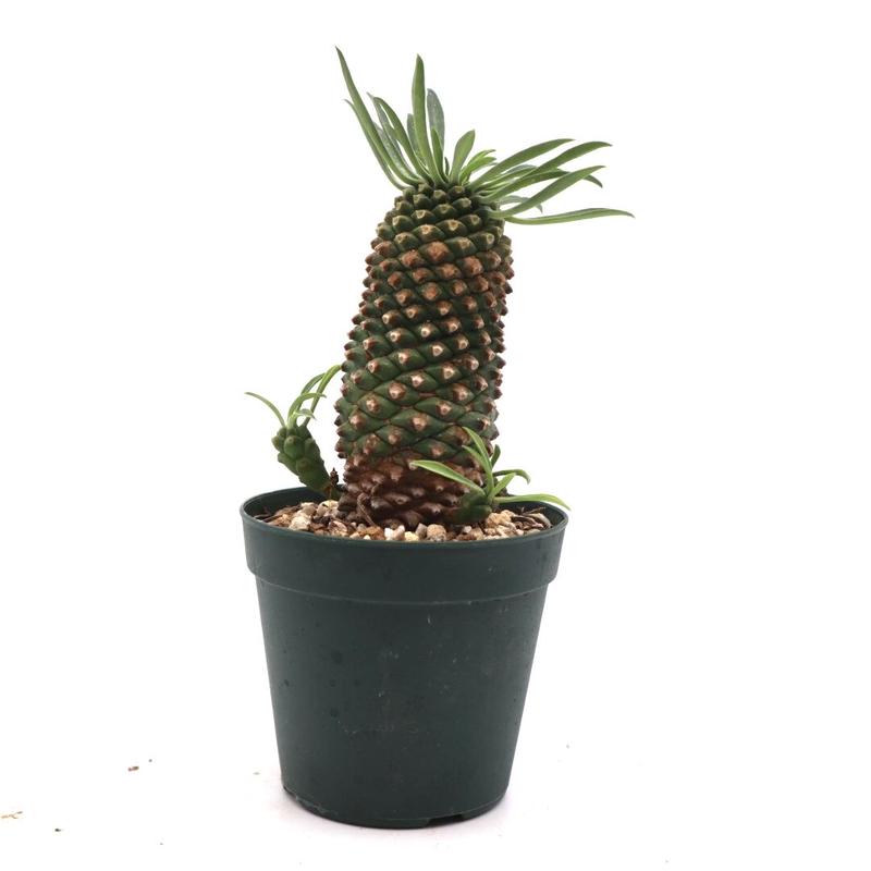 ユーフォルビア 怪魔玉 サボテン 多肉植物 パイナップル 観葉植物 ビザールプランツ ドライガ