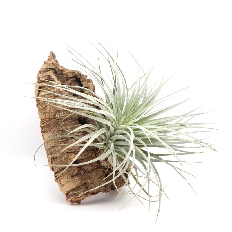 チランジア コットンキャンディ パープル Tillandsia ティランジア コルク付 ハン チランジア コットンキャンディ パープル Tillandsia ティランジア コルク付 ハン