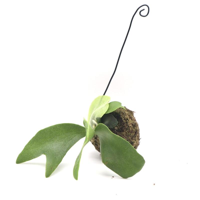 ビカクシダ ネザーランド P Bifurcatum Cv Netherlands 送料無料