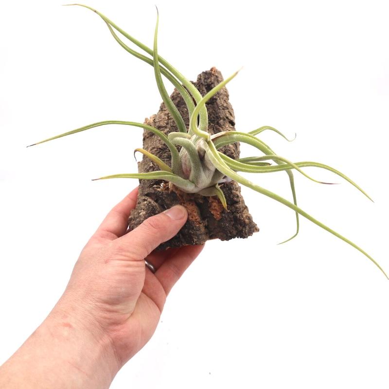 ティランジア チランジア カプトメドーサ メデューサ Tillandsia コルク付 ハンギン