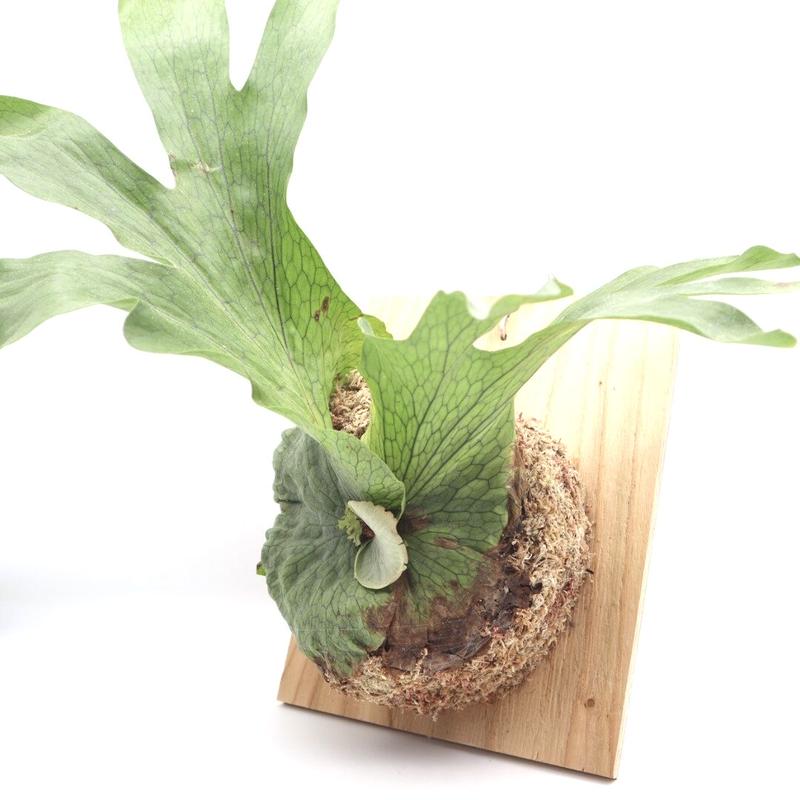 ビカクシダ ワンダエ P Wandae 板付 観葉植物 送料無料 希少植物 コウモリラン ハン ビカクシダ ワンダエ P Wandae 板付 観葉植物 送料無料 希少植物 コウモリラン ハン