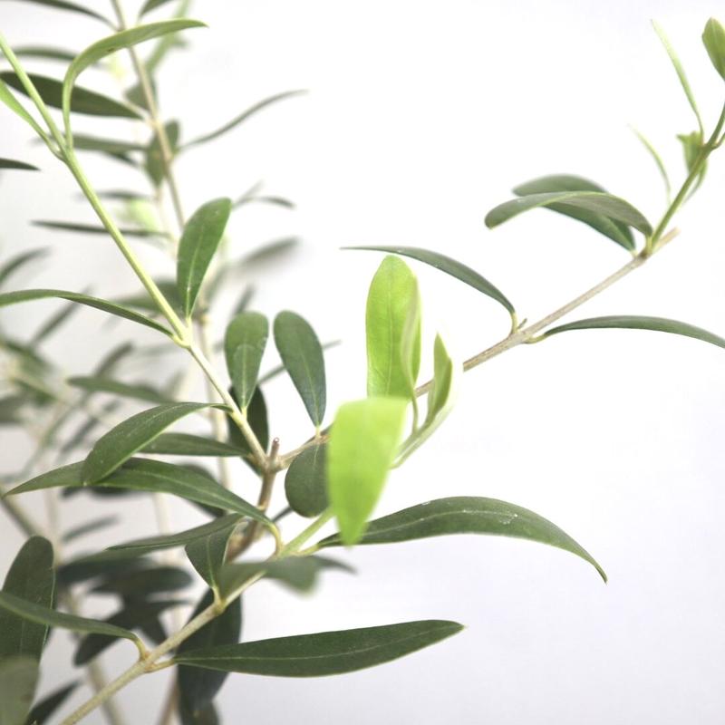 オリーブ ネバディロブランコ オリーブの木 5号鉢 送料無料 観葉植物 植木 果樹 鉢植え 苗