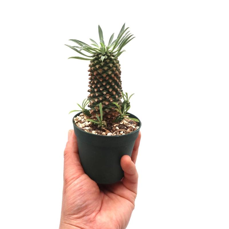 ユーフォルビア 怪魔玉 サボテン 多肉植物 パイナップル 観葉植物 ビザールプランツ ドライガ