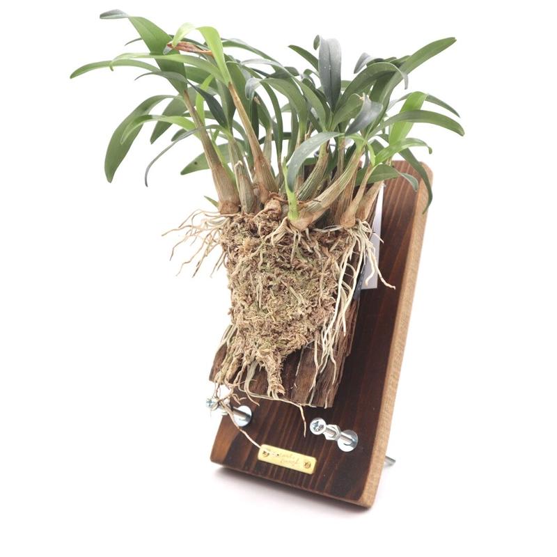 Lean Board ハンギング用プランツの立て掛けアイテム ビカクシダ コウモリラン