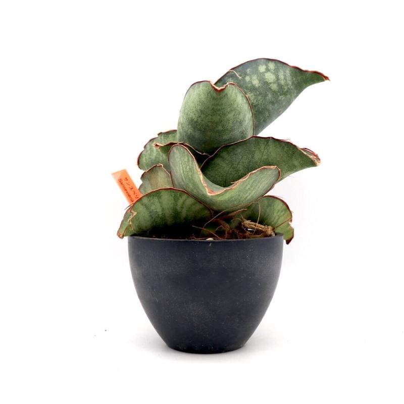 サンスベリア ドラゴンウィング サンセベリア Sansevieria Dragonwing