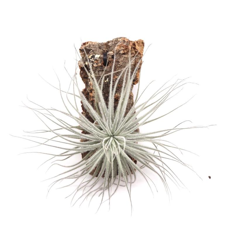 チランジア テクトラム Tillandsia Tectorum ティランジア コルク付 ハンギ