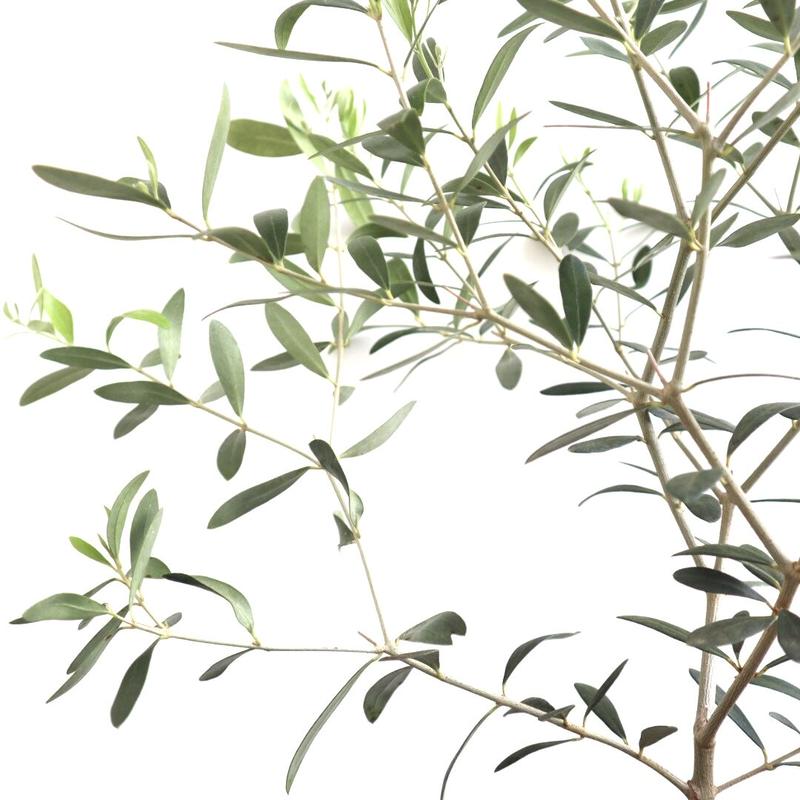 オリーブ ネバディロブランコ オリーブの木 5号鉢 送料無料 観葉植物 植木 果樹 鉢植え 苗