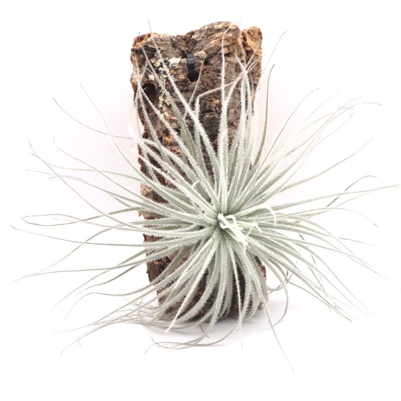 チランジア テクトラム Tillandsia Tectorum ティランジア コルク付 ハンギ