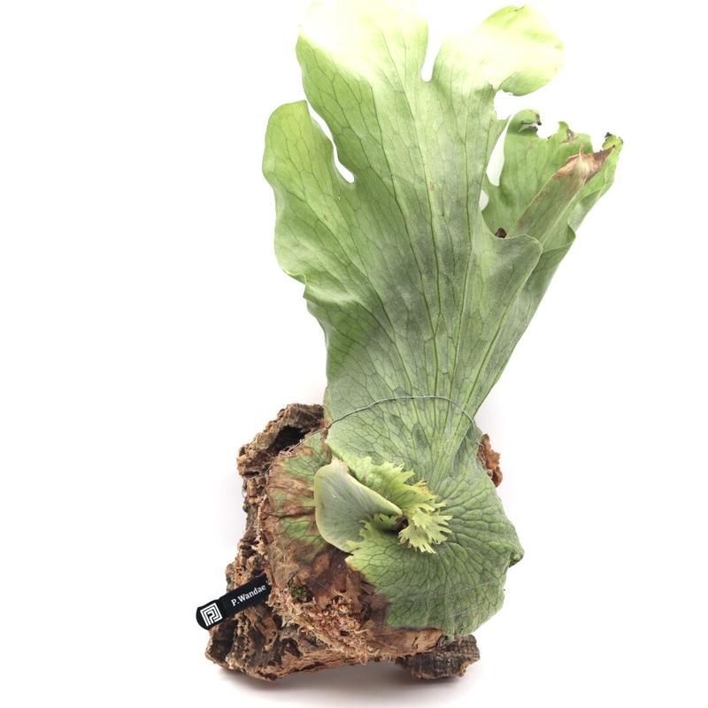 ビカクシダ ワンダエ P Wandae コルク付 観葉植物 送料無料 グランデ コウモリラン ビカクシダ ワンダエ P Wandae コルク付 観葉植物 送料無料 グランデ コウモリラン