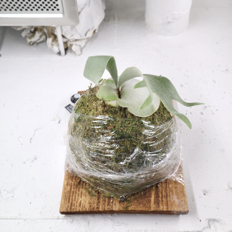 ビカクシダ WhiteMonkey親株 P.white monkey ホワイトモンキー 親株 ビカクシダ コウモリラン