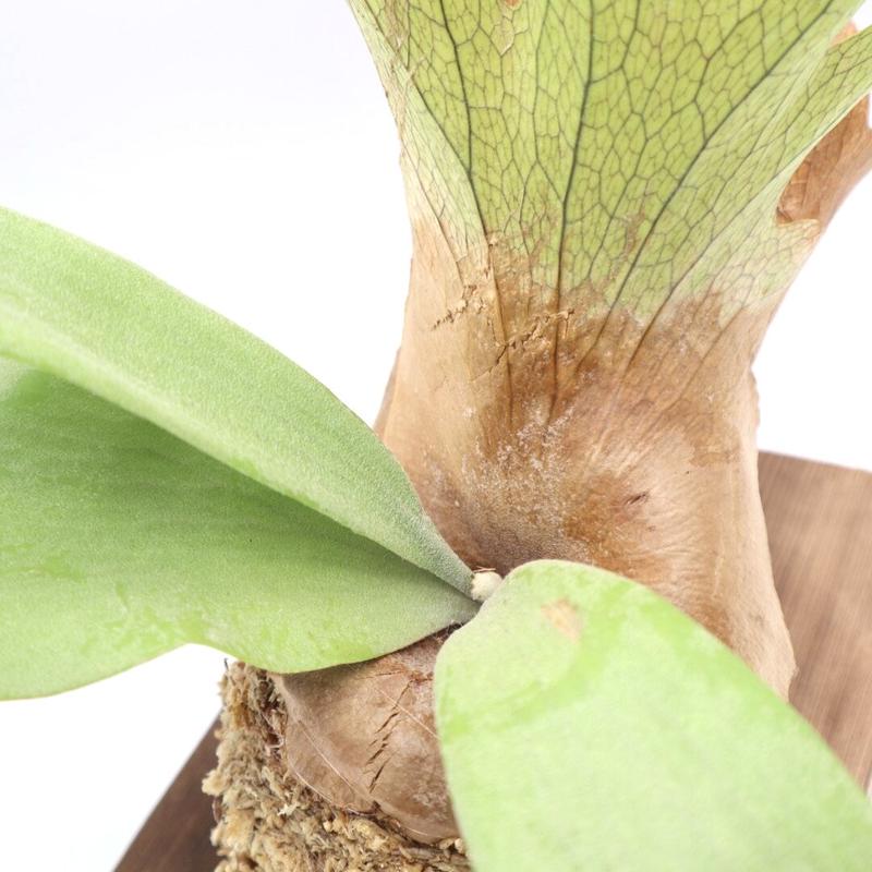 ビカクシダ ウィリンキー Willinckii Normal 板付け 観葉植物 コウモリラン ビカクシダ ウィリンキー Willinckii Normal 板付け 観葉植物 コウモリラン