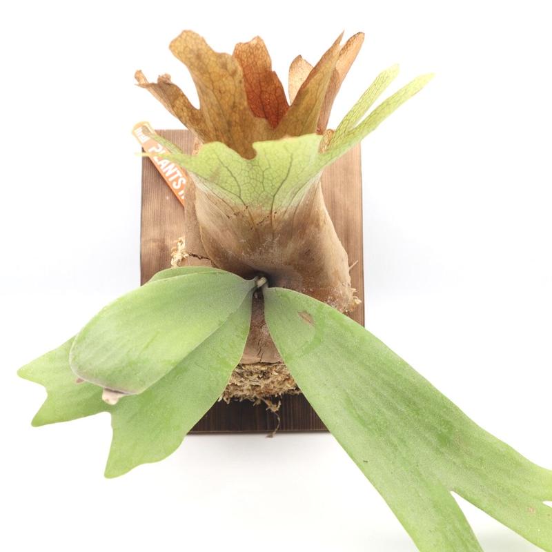 ビカクシダ ウィリンキー Willinckii Normal 板付け 観葉植物 コウモリラン ビカクシダ ウィリンキー Willinckii Normal 板付け 観葉植物 コウモリラン