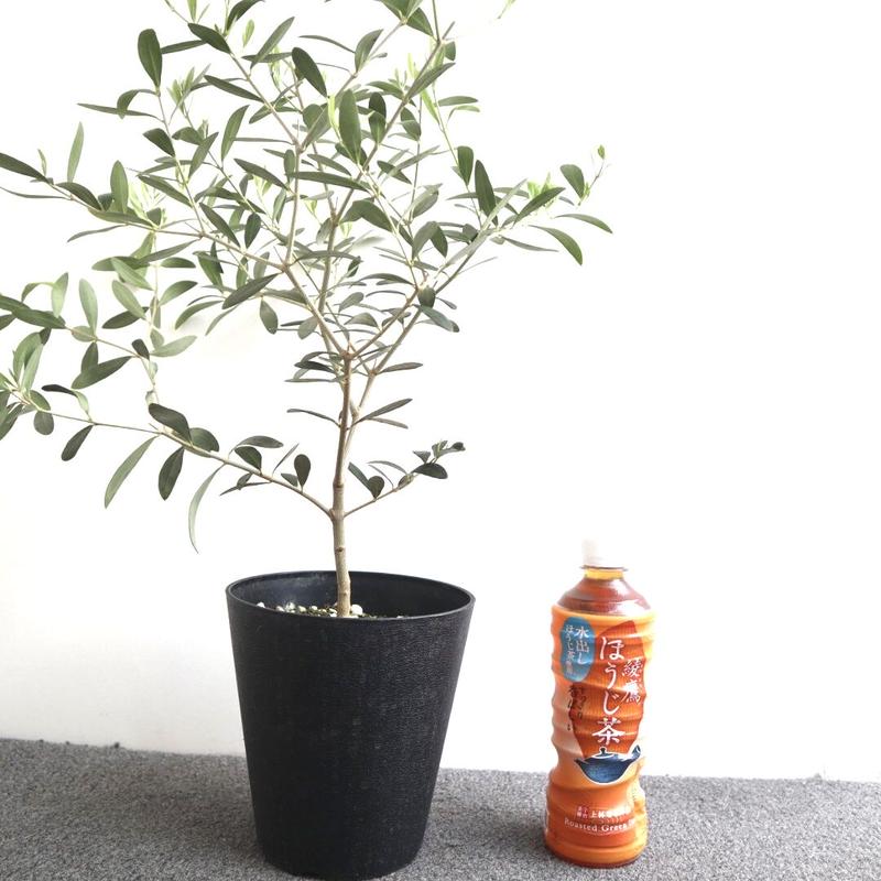 オリーブ ネバディロブランコ オリーブの木 5号鉢 送料無料 観葉植物 植木 果樹 鉢植え 苗