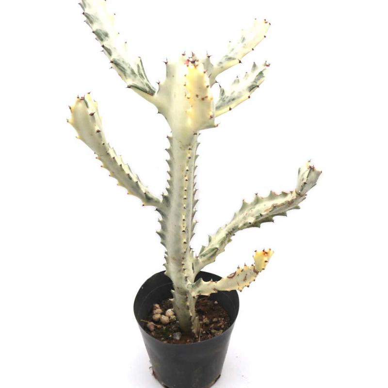 Zyq00lfoy7gqgm Zyq00lfoy7gqgm