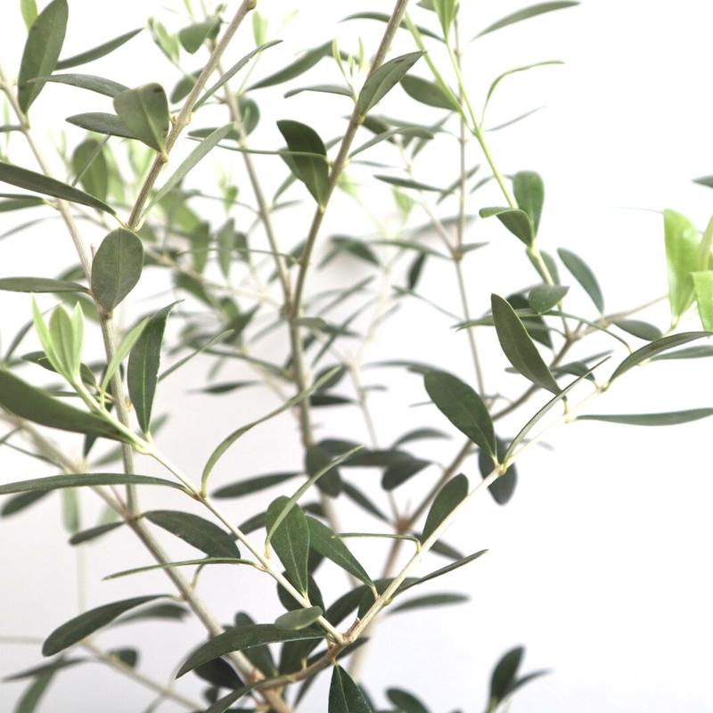 オリーブ ネバディロブランコ オリーブの木 5号鉢 送料無料 観葉植物 植木 果樹 鉢植え 苗