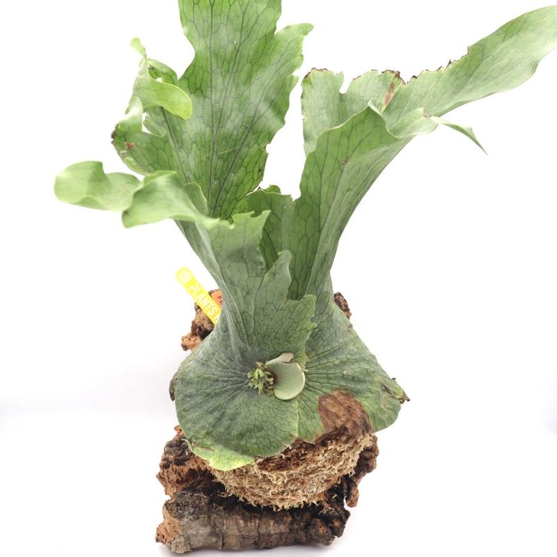 Fe 4j60l1nfumm Fe 4j60l1nfumm