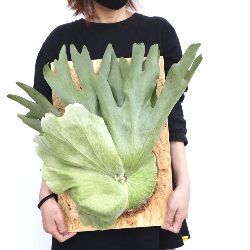 ビカクシダ ホルタミー P. Holttumii 植物 花 コウモリラン