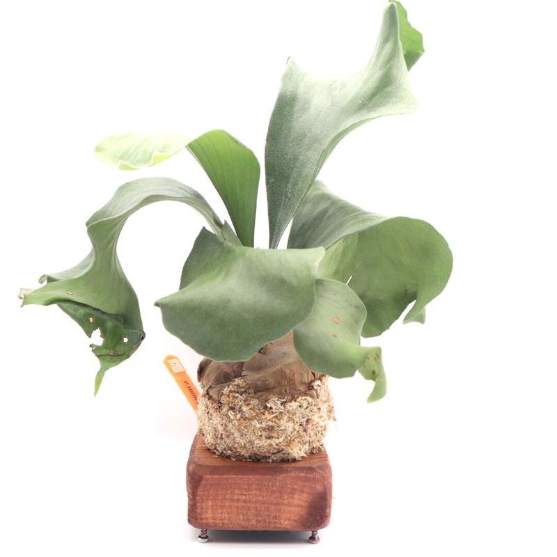 ビカクシダ ヒリー ドラゴン P Hillii Cv Dragon 送料無料 苔玉 コウモリ