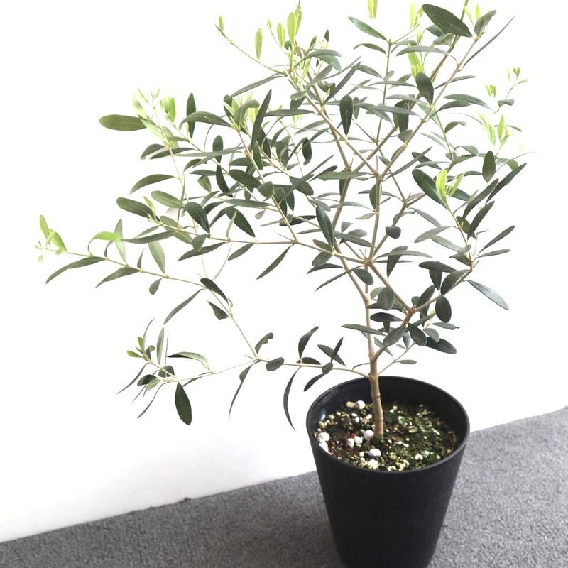 オリーブ ネバディロブランコ オリーブの木 5号鉢 送料無料 観葉植物 植木 果樹 鉢植え 苗