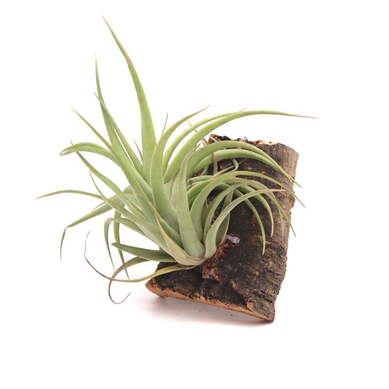 チランジア カピタータ Tillandsia ティランジア コルク付 ハンギング エアプランツ