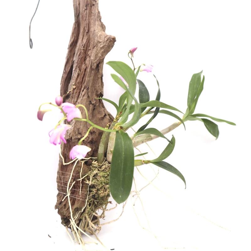 セール価格 3 4株 ギンギアナム デンドロビウム d464b3 海外輸入商品 Pn Batam Go Id セール価格 3 4株 ギンギアナム デンドロビウム d464b3 海外輸入商品 Pn Batam Go Id