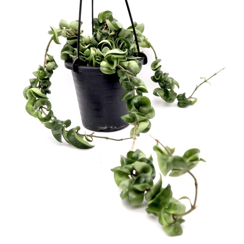 ホヤ カルノーサ コンパクタ Hoya Carnosa Compacta 3 5号鉢 多肉植物