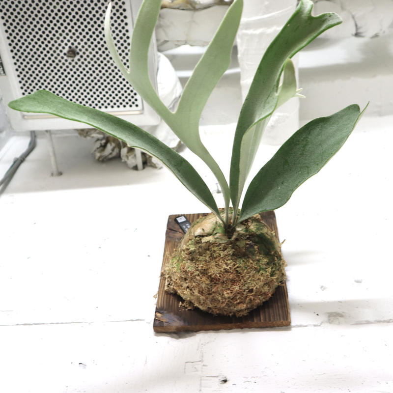 誕生日/お祝い ビカクシダ ビーチー子株 ヴィーチー ベイチー