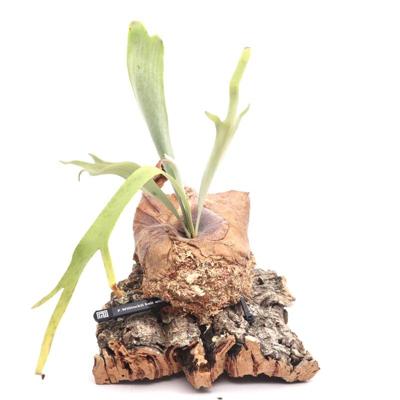 P.Willinckii ウィリンキー 輸入株 ビカクシダ