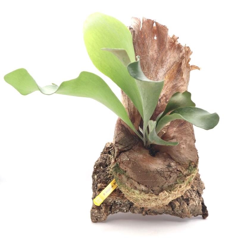 ビカクシダ　ピグマエウム　中株 ビカクシダ ヒリーパナマ⭐︎ コルク付け中株観葉植物コウモリ